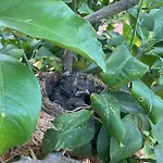 Quinta Do Sr. Cabrita Apartment *