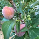 Quinta Do Sr. Cabrita Albufeira