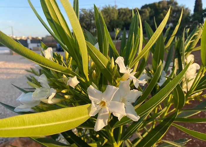 아파트 Quinta Do Sr. Cabrita *