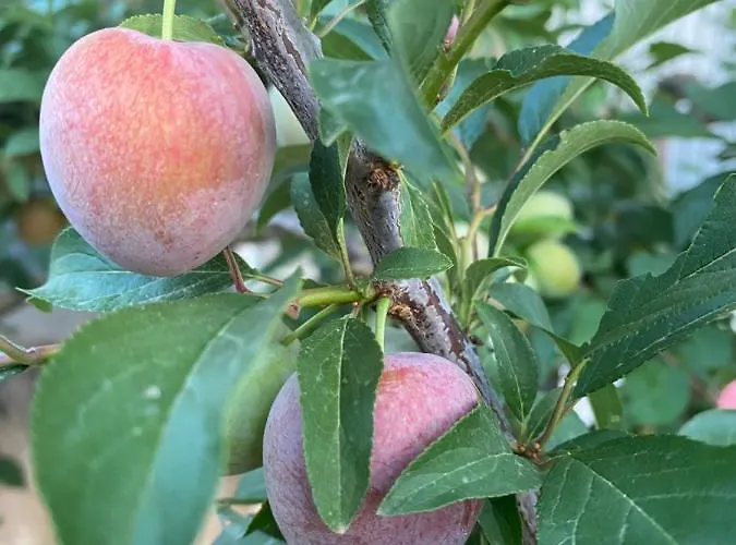 Quinta Do Sr. Cabrita 알부페이라