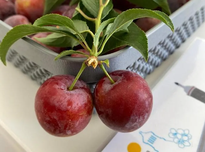 Quinta Do Sr. Cabrita *