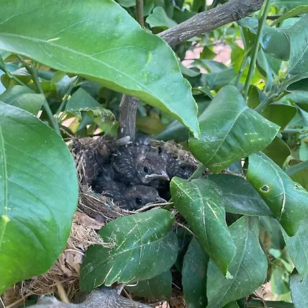 Quinta Do Sr. Cabrita Daire *