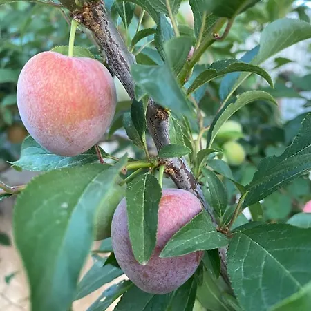 Quinta Do Sr. Cabrita Albufeira