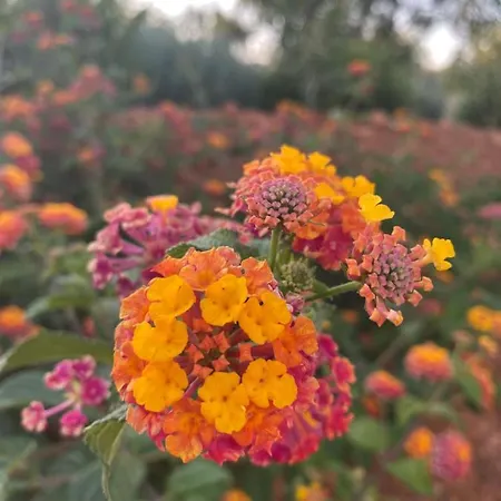 Quinta Do Sr. Cabrita